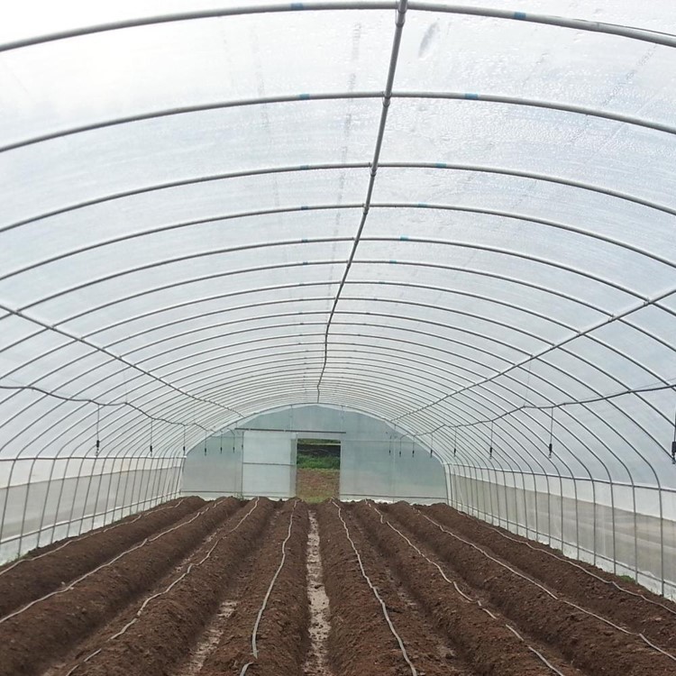 What vegetables are good to grow in greenhouses