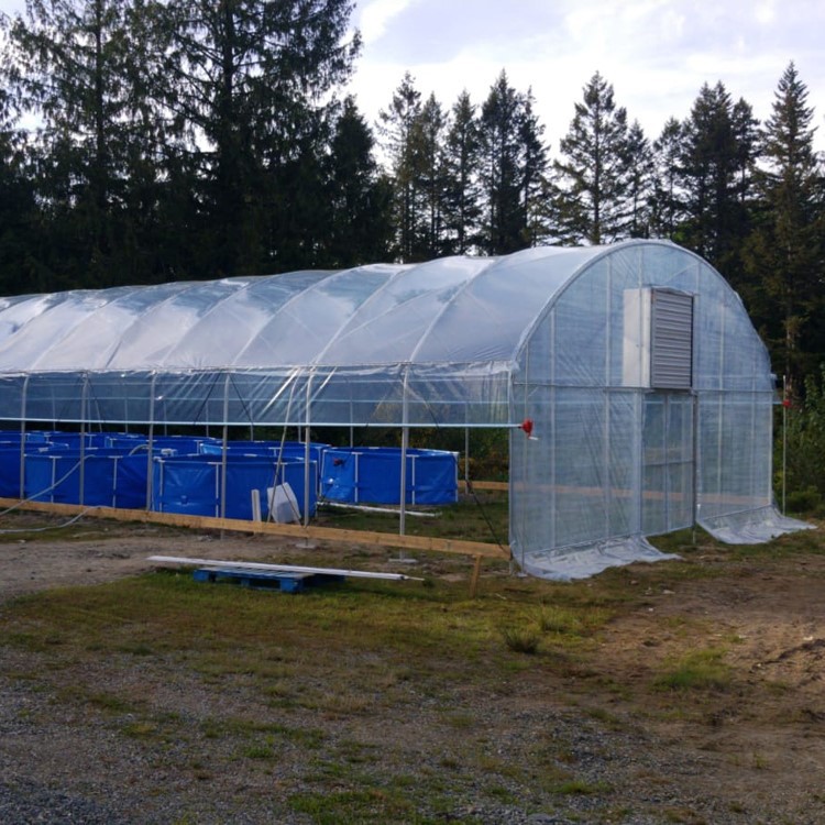 What vegetables are good to grow in greenhouses in winter