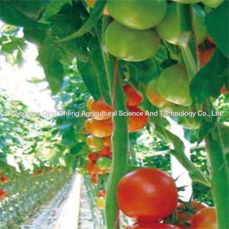 tomato and cucumber greenhouse china